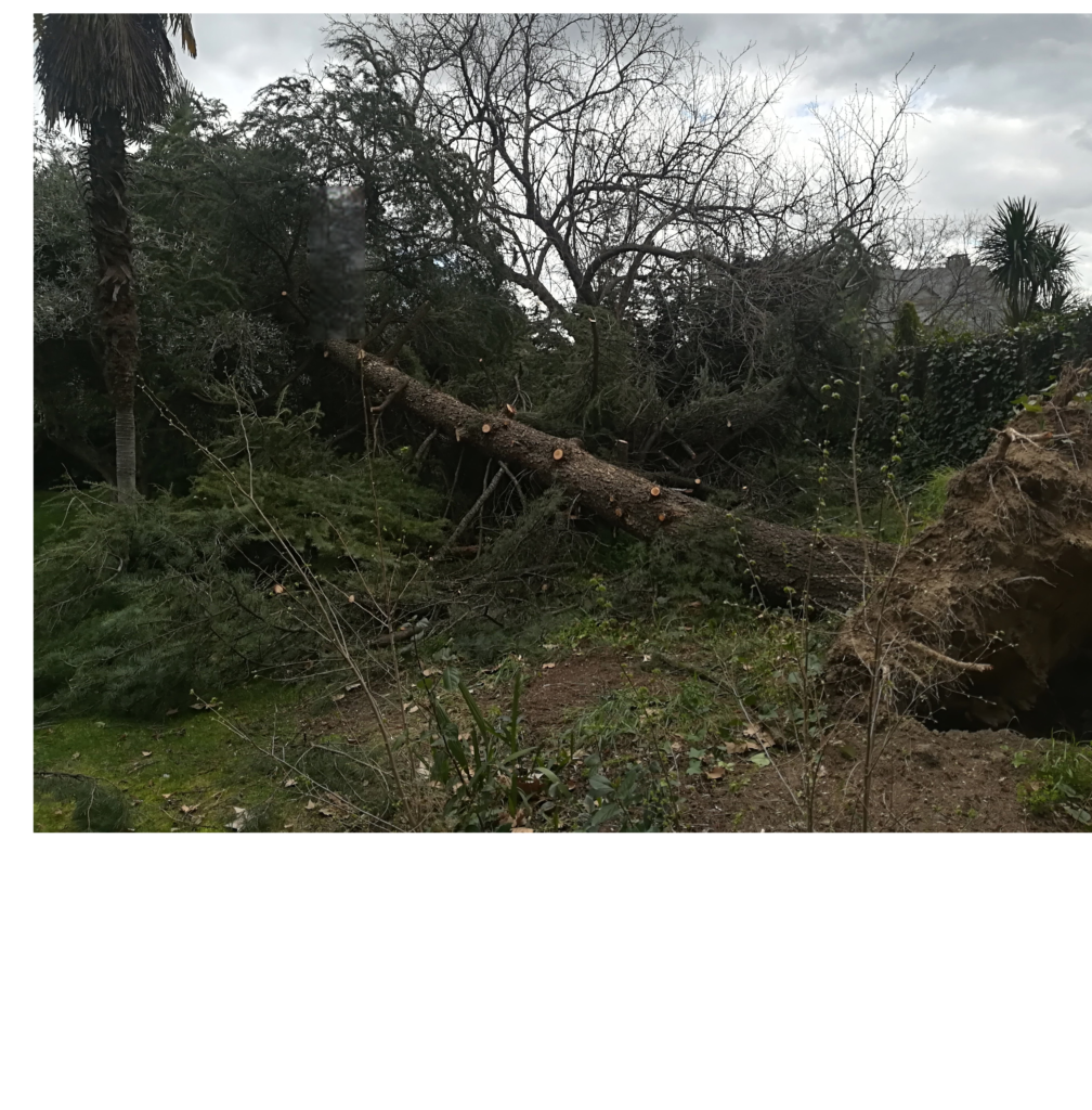 Poda de árbol y tala 